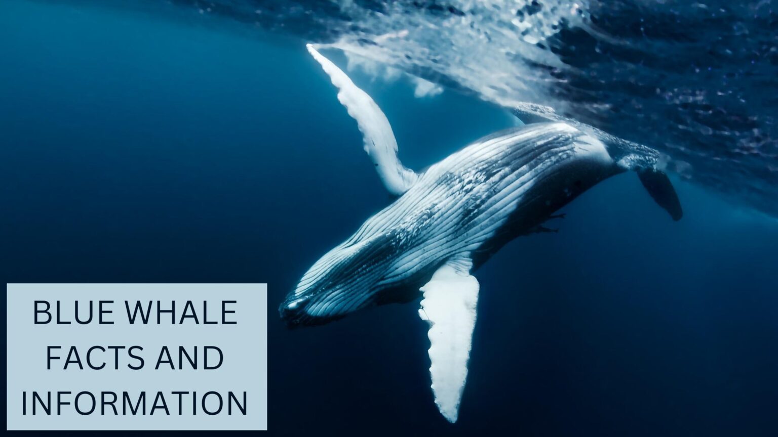 Blue Whale Facts | Anatomy, Diet, Migration and Reproduction