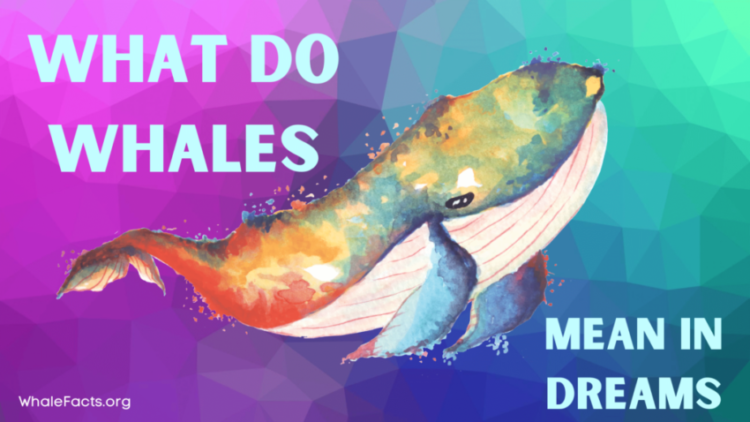 What Do Whales Mean In Dreams Whale Facts