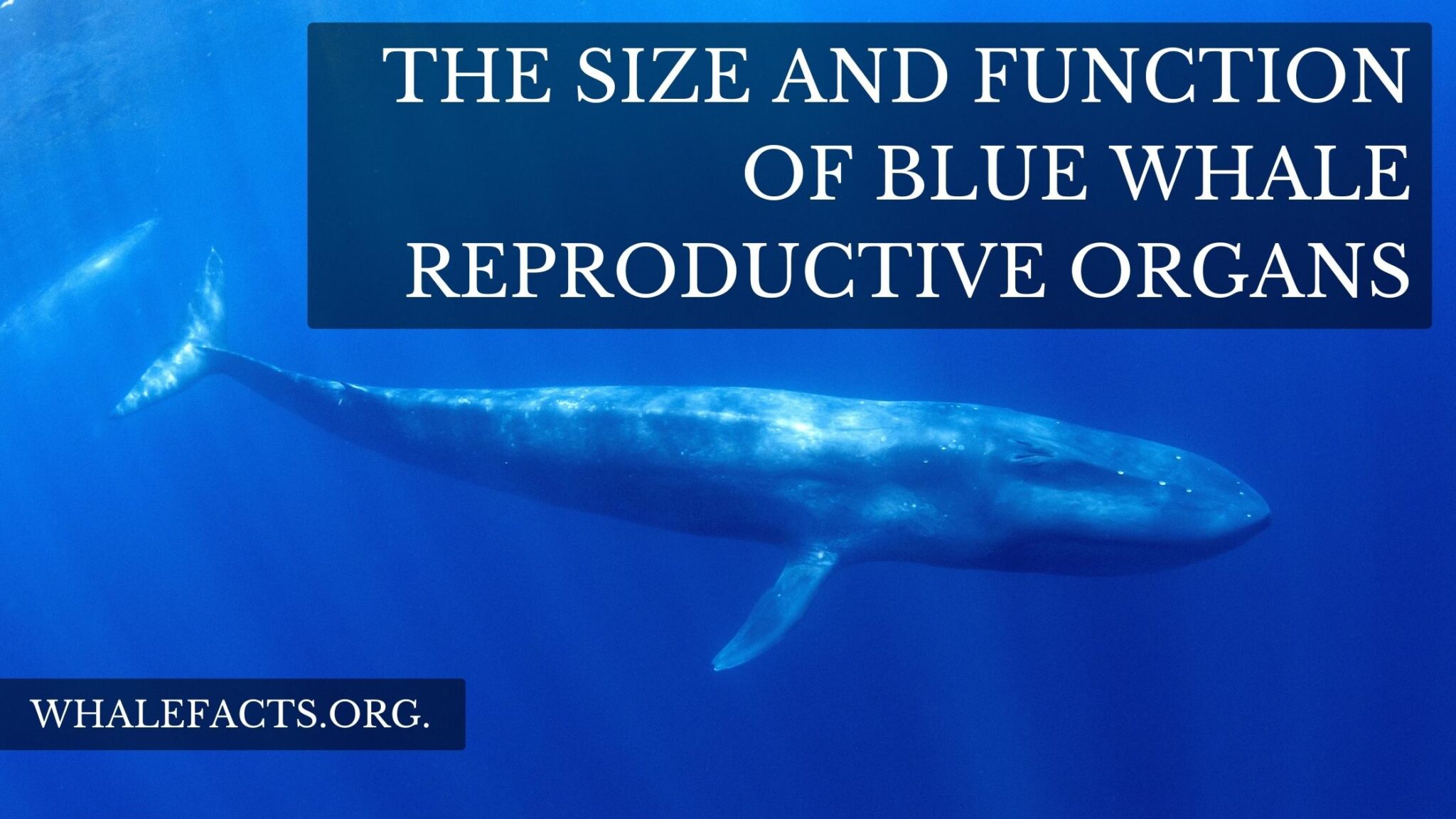 The Size & Function of Blue Whale Genitalia | Reproductive Organs