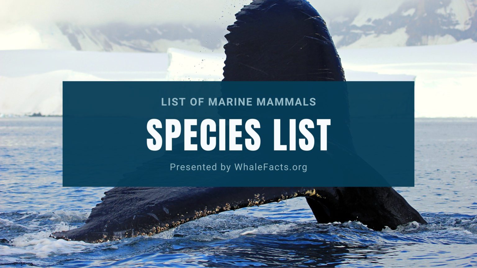 marine-mammal-species-list