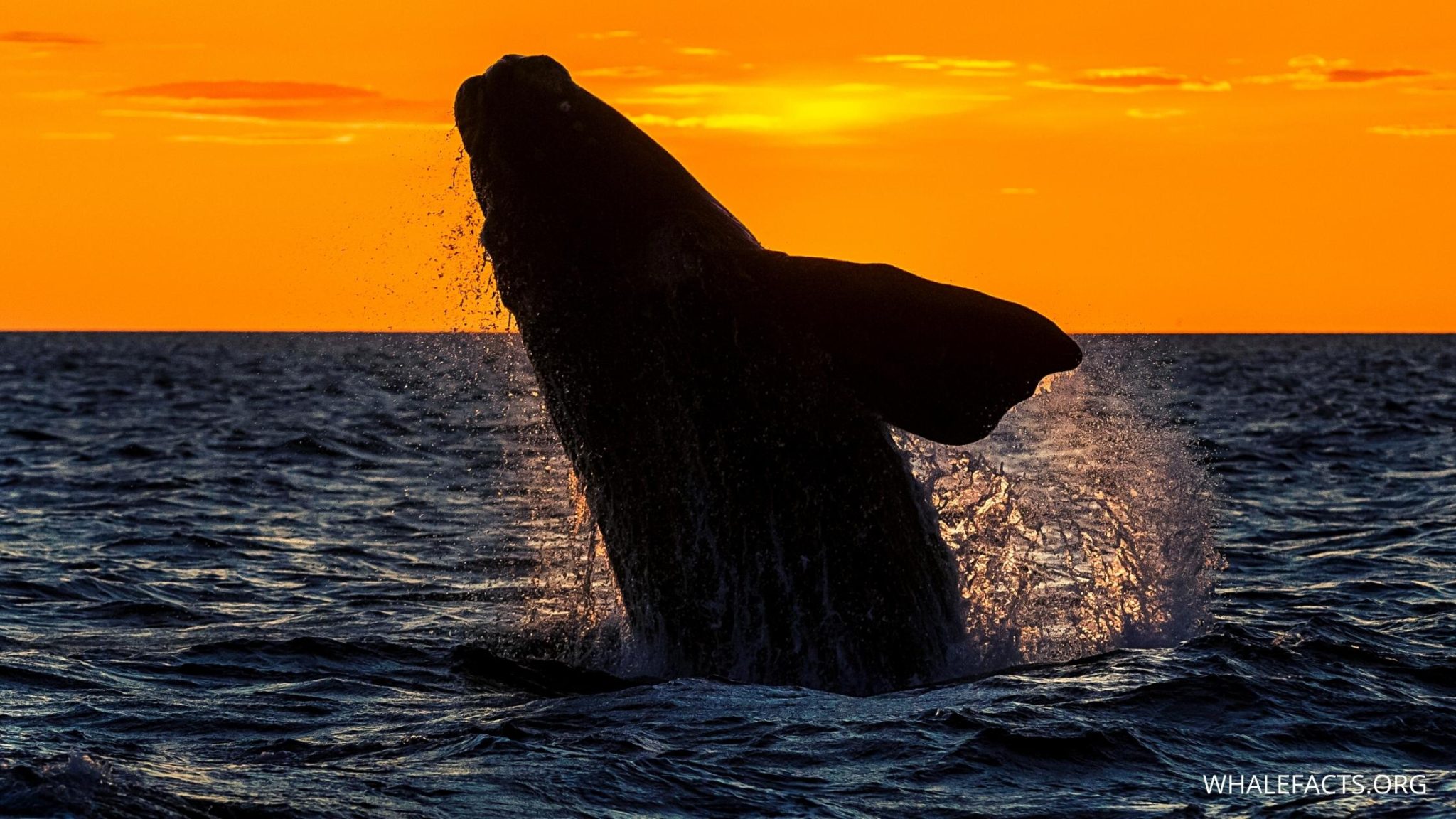 Why Are Whales Important? | Environment and Ecosystem Impact