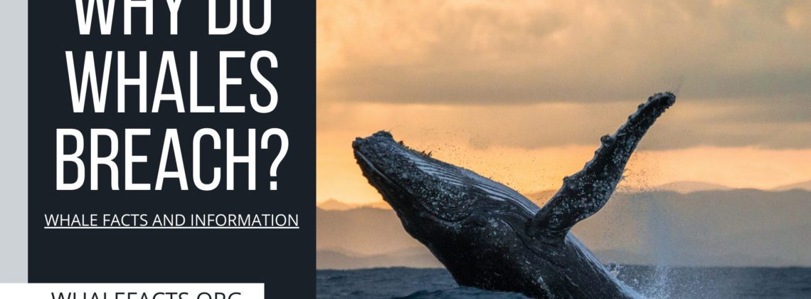 WHY DO WHALES BREACH