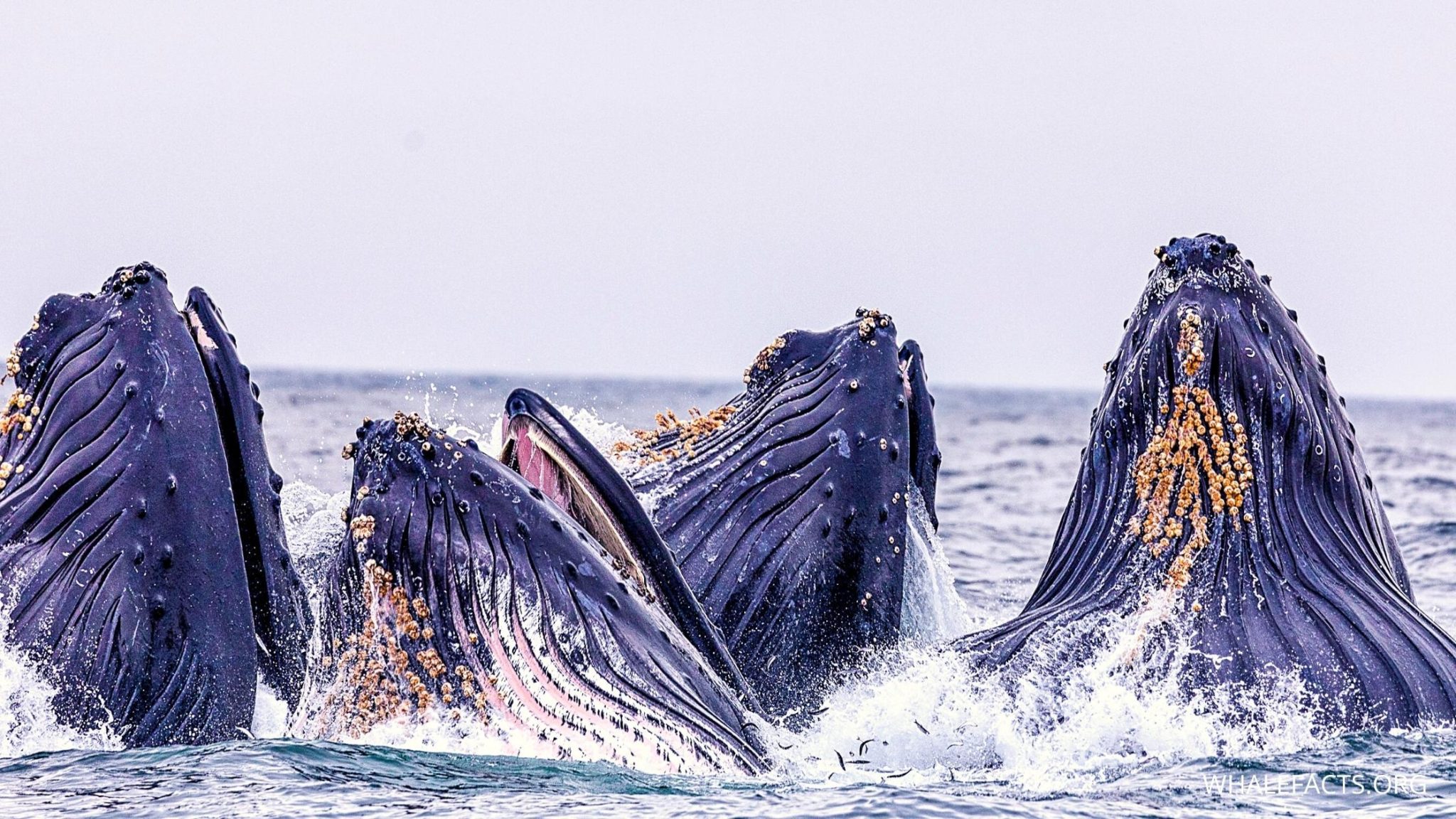 Why Are Whales Important? | Environment and Ecosystem Impact